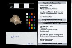 Foto (Objekt + Etikett) von Pithonoton sp.  (NHMW-GEO-1990-0041-4685)
